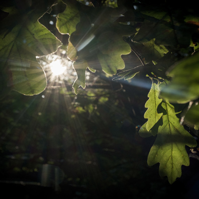 Синрин-йоку - «лесные ванны». Или почему японские врачи обязательно бы порекомендовали дышать лесным воздухом банного курорта «Гуси-Лебеди»