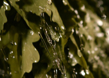 Дубовый веник